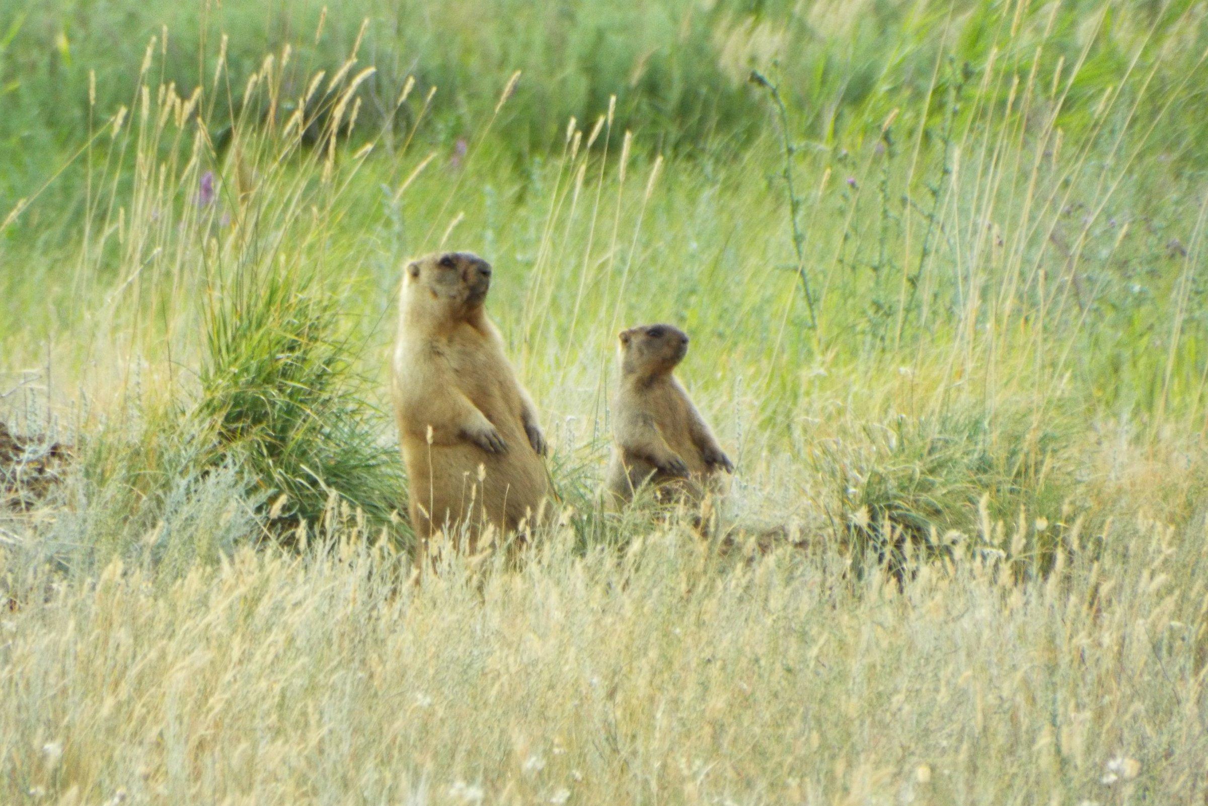 Biologists of the Samara University named after Korolev predict a gradual migration of steppe marmots from the Ulyanovsk region to the Samara region.