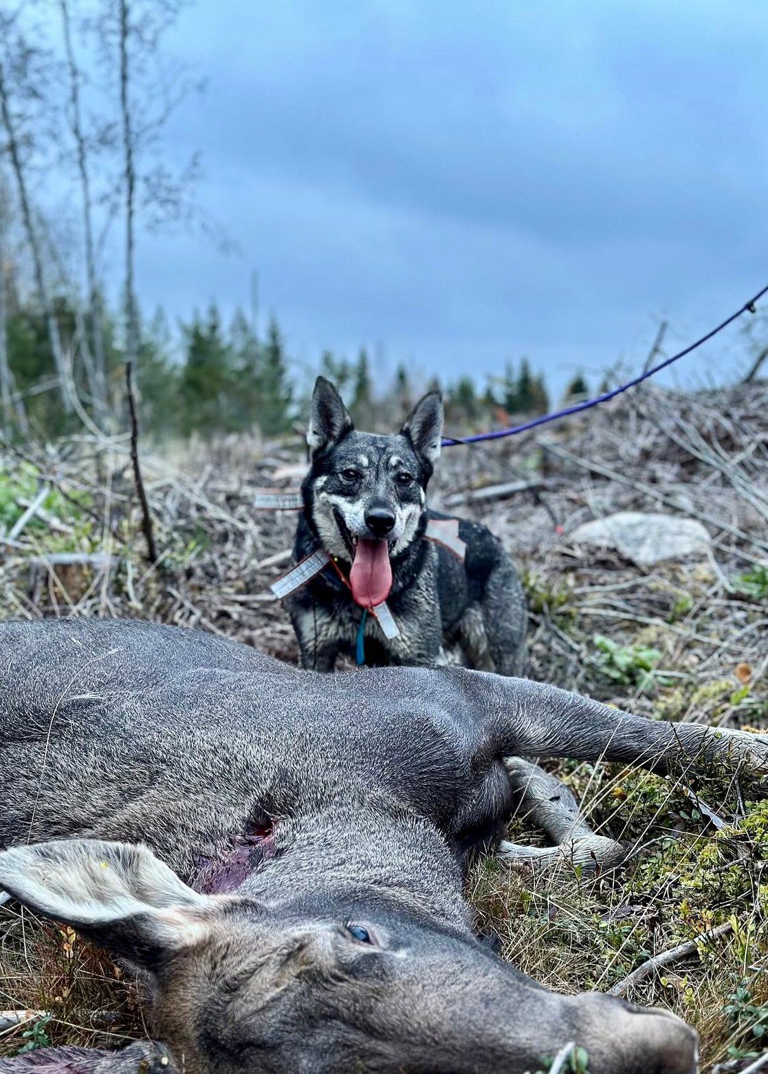 The Swedish Vallhund: A Hunter's Secret Weapon