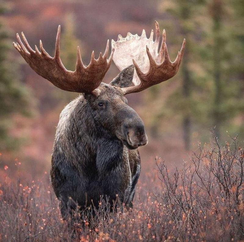 Mooooose