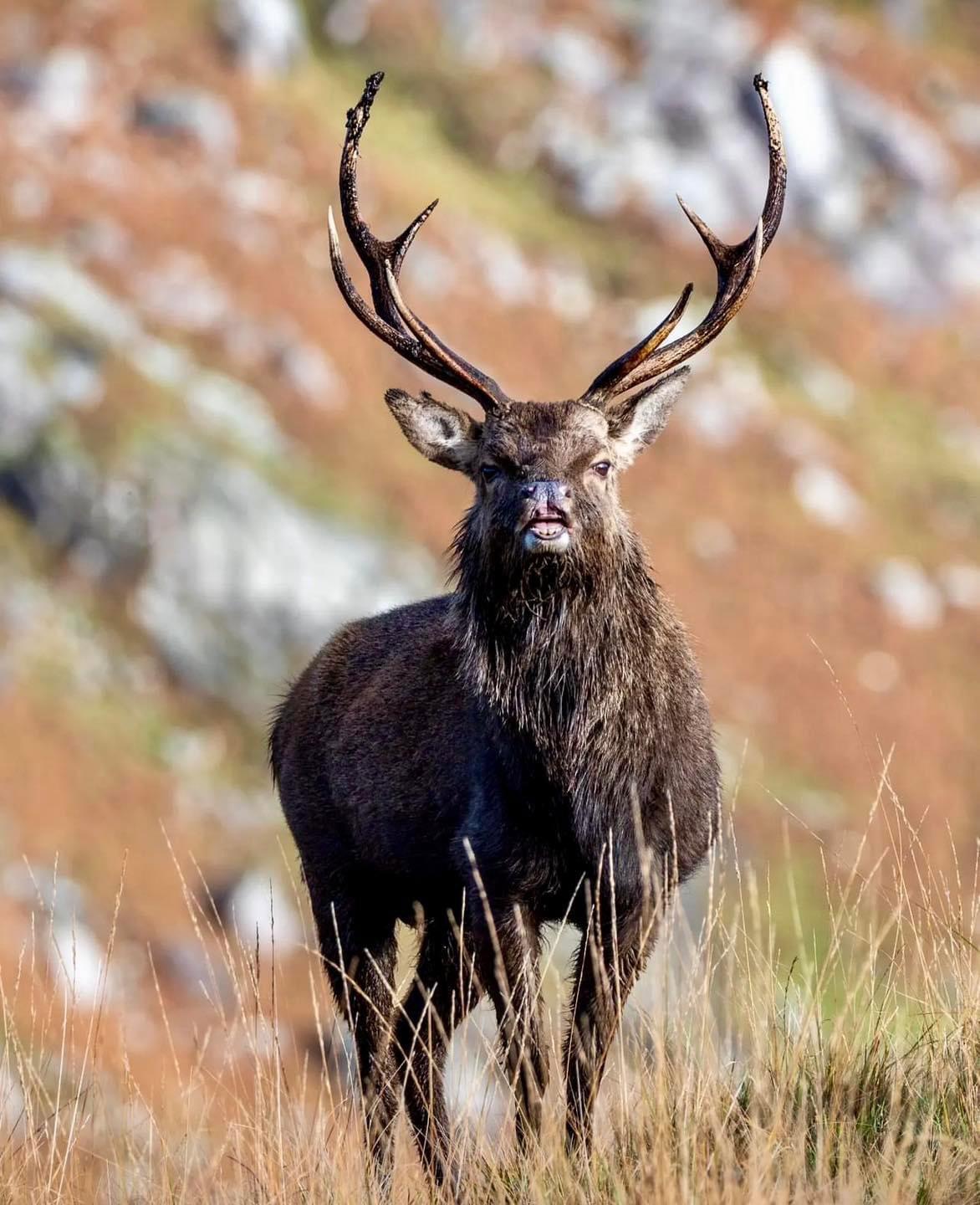 A County Wicklow Sika stag/ hybrid poses for the photographer