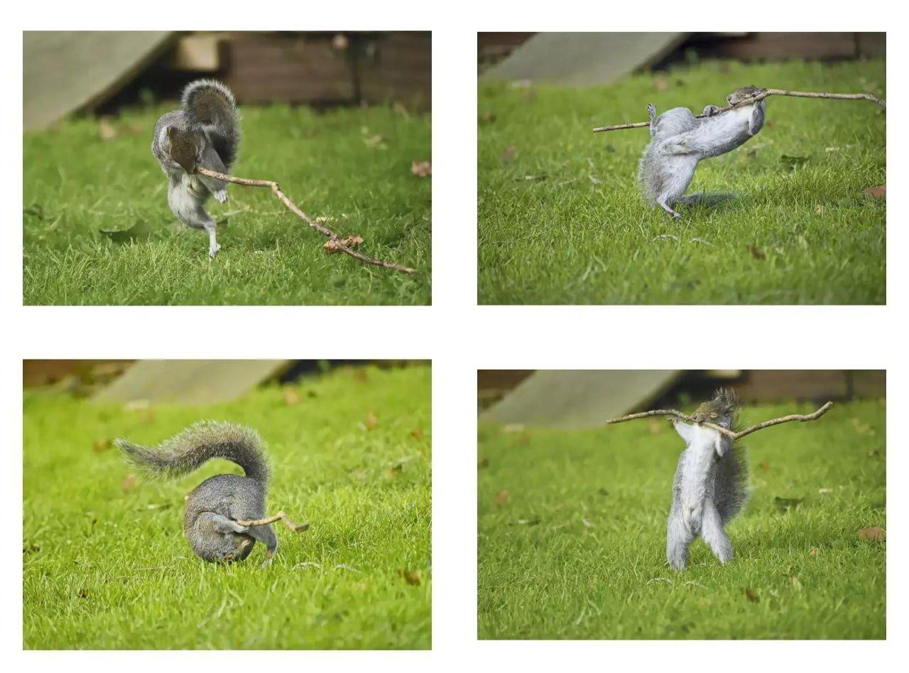 Объявлены победители конкурса Comedy Wildlife Photography Awards за самые смешные кадры из жизни дикой природы.