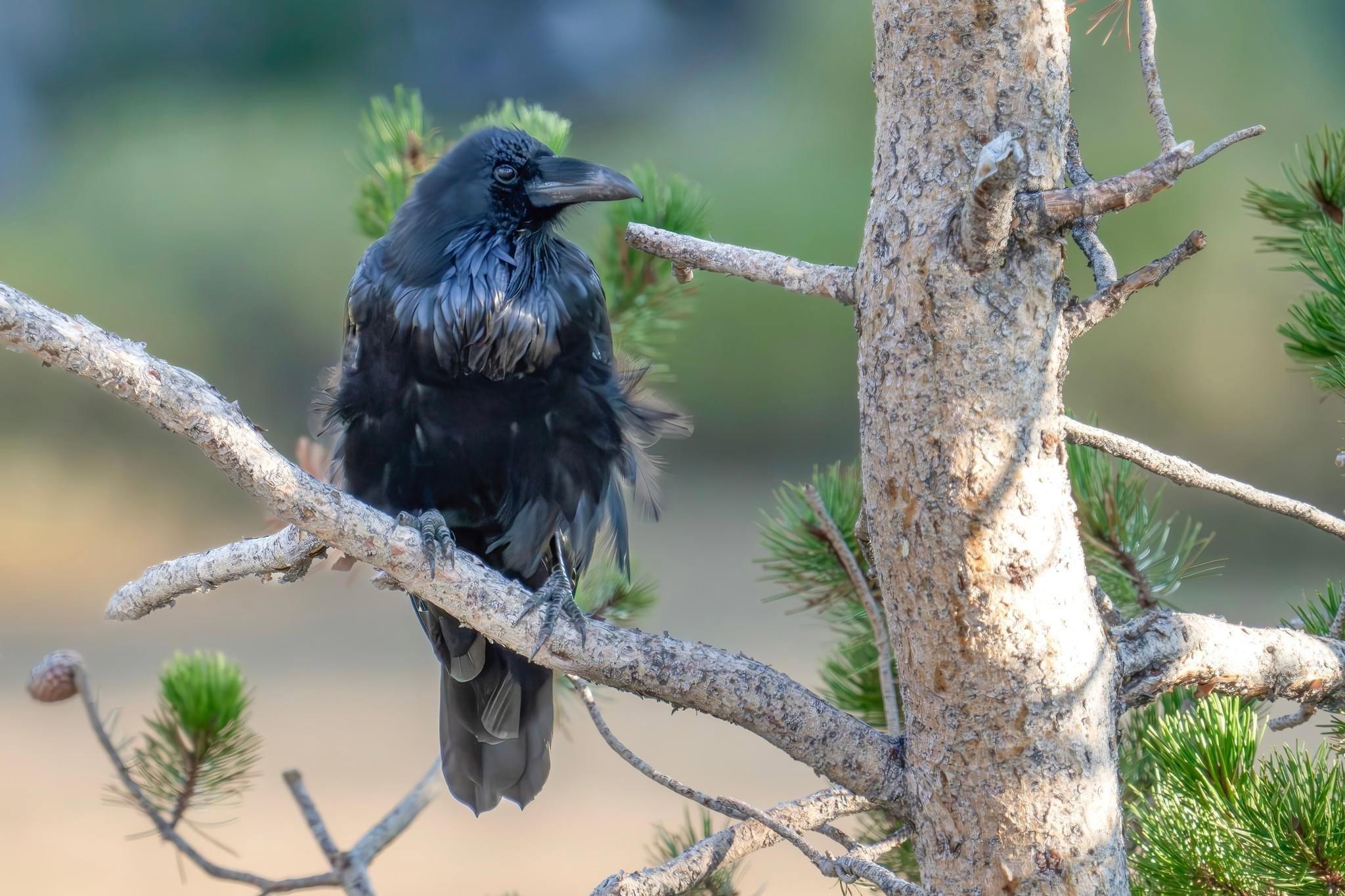 Hundreds of species of #mammals, #birds, #fish, #reptiles, and #amphibians have been documented, including several that are either endangered or threatened.