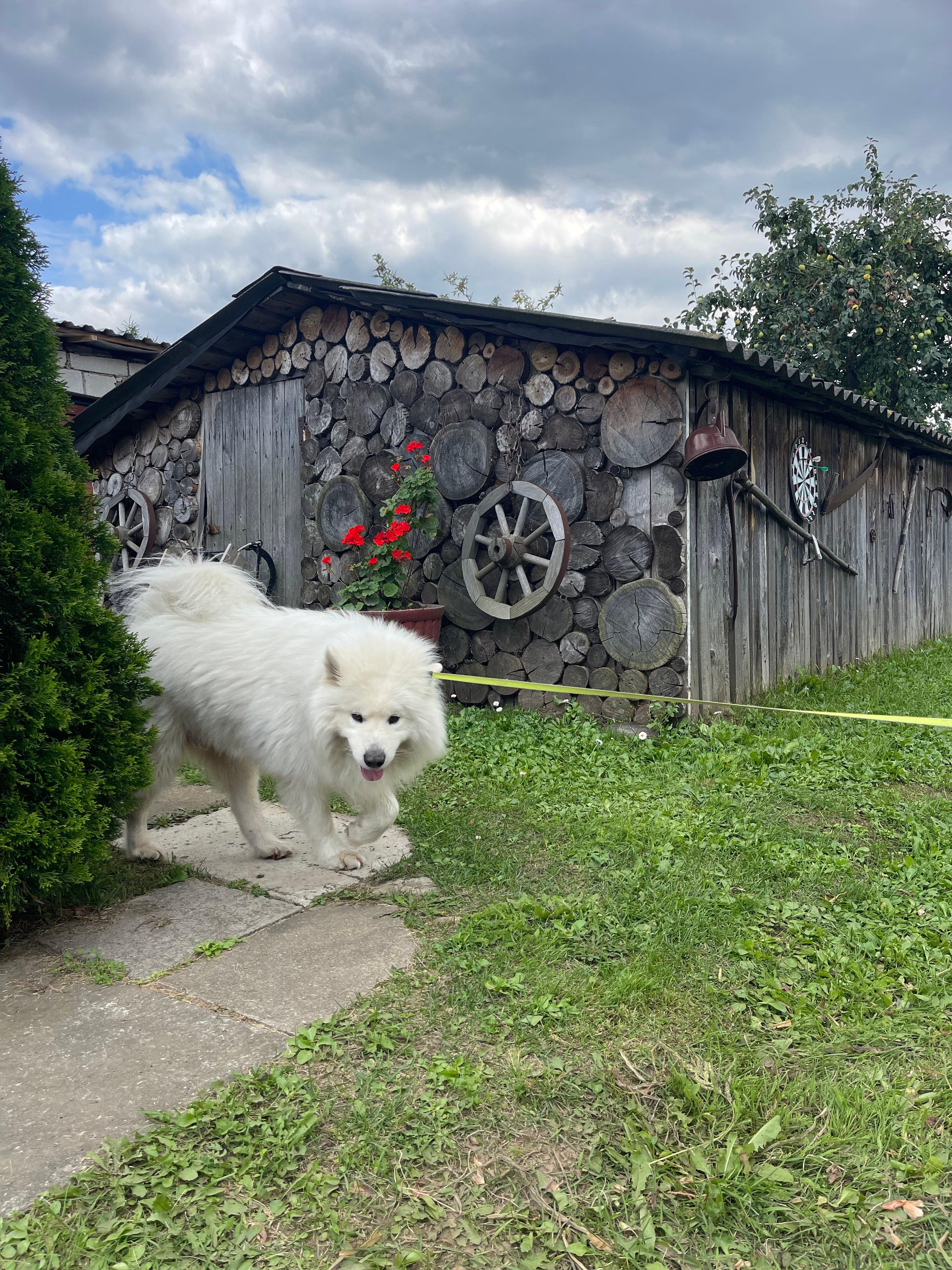 The Alaskan Malamute is a majestic breed known for its strength, endurance, and friendly nature.