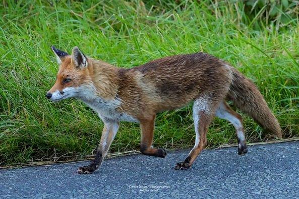 Renard roux, Vulpes vulpes,  rencontre en allant au boulot ce matin 6h00, ma petite mémère en chasse en bordure de route avec un petit que j'ai vu vite fait sur le bas côté, c'est lui qu'elle regarde, pas de photo pas eu le temps d'attendre.