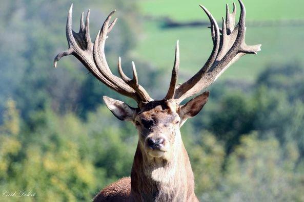 Cerf dans un parc privé en Aveyron