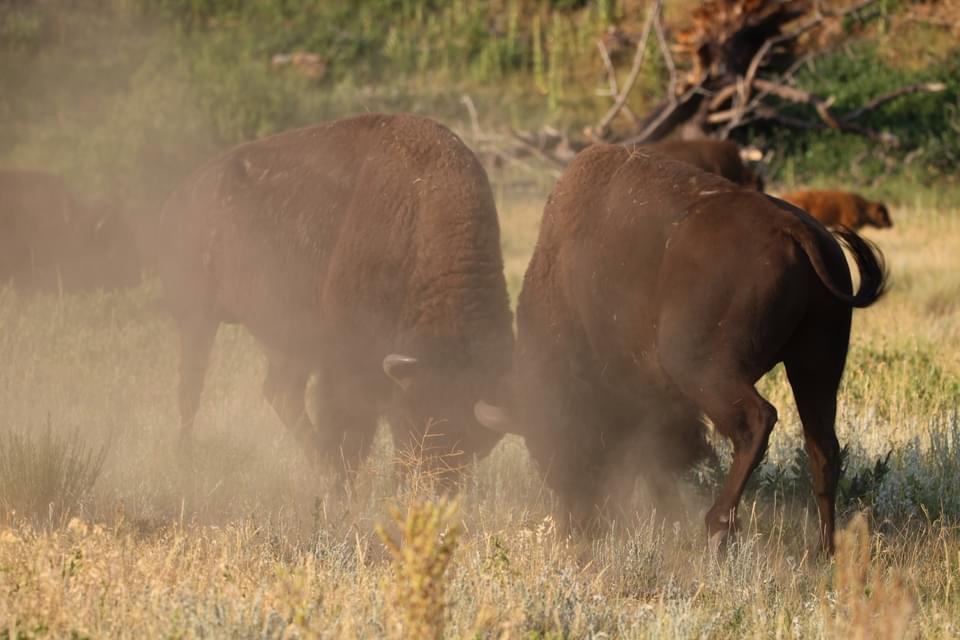 Bison sparing and some elk.