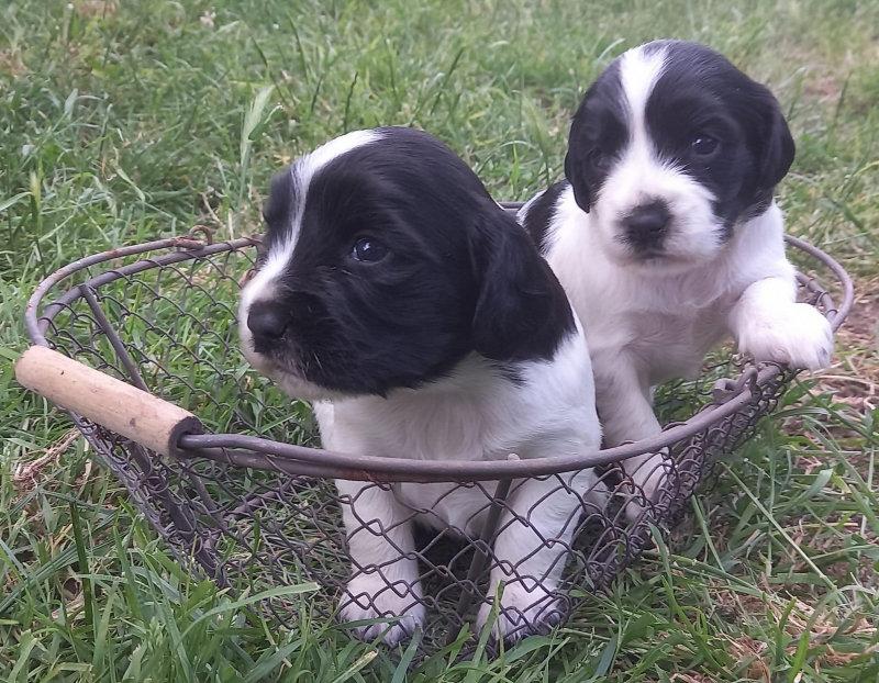Voici riha et c'est 5 petit bébé  😍😍