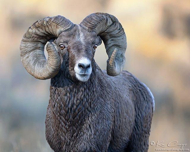 Just back from a week photographing the Bighorn Sheep rut.