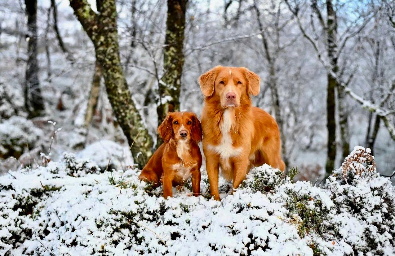 The Toll of the Wild: Hunting with the Nova Scotia Duck Tolling Retriever