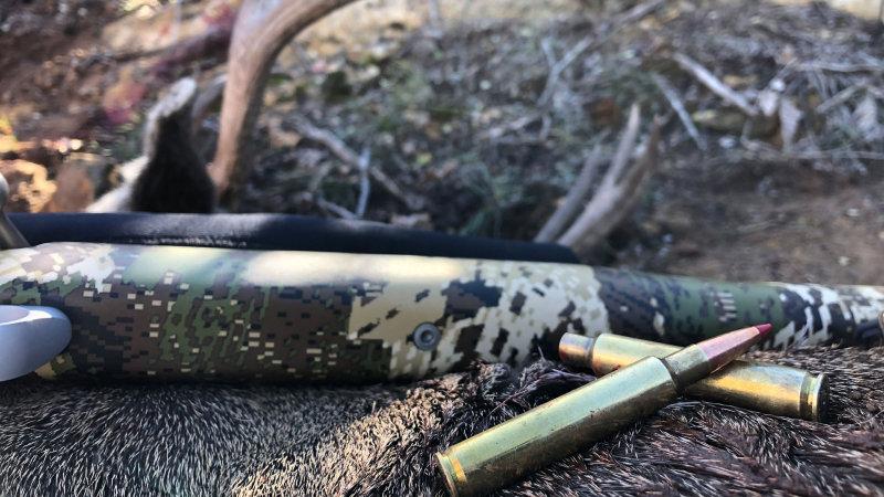 Hunting Ammo: What to Look for in a Big-Game Bullet