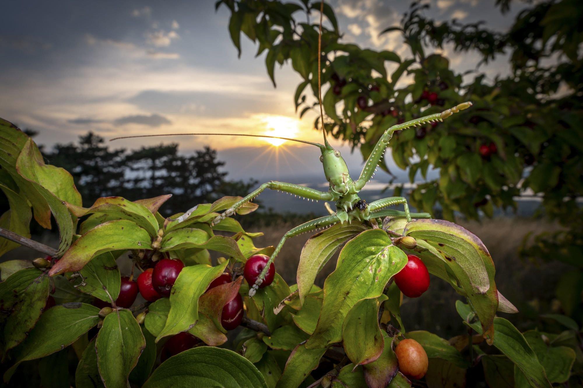 The Big Picture 2024 Photo Contest Finalists and Winners