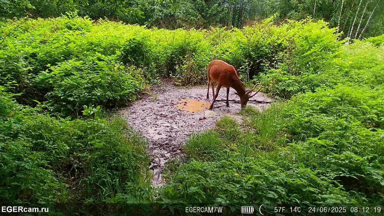 Regular photo report from our traps in the hunting grounds📸🦌