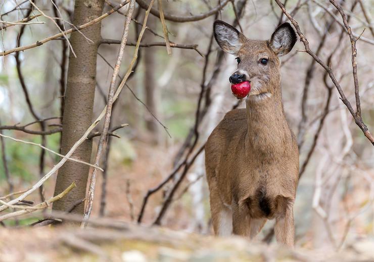 How to Plant a Deer Orchard