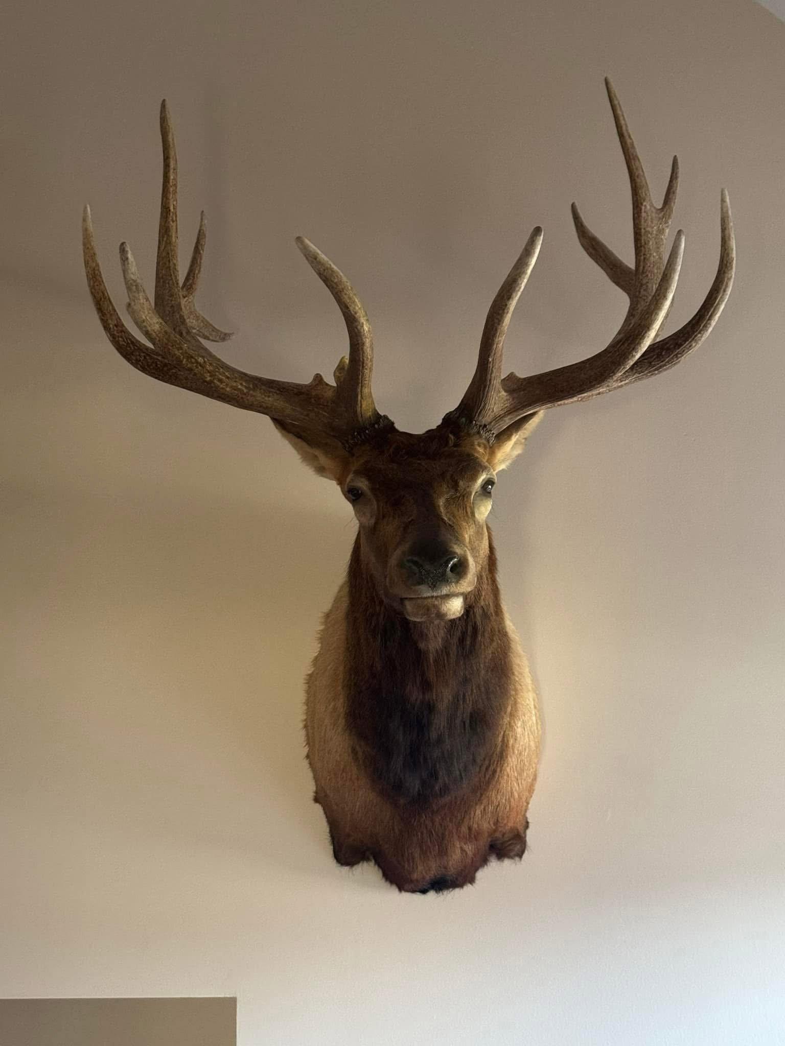 Inherited 2 Beautiful Elk - located in White Lake, Michigan.