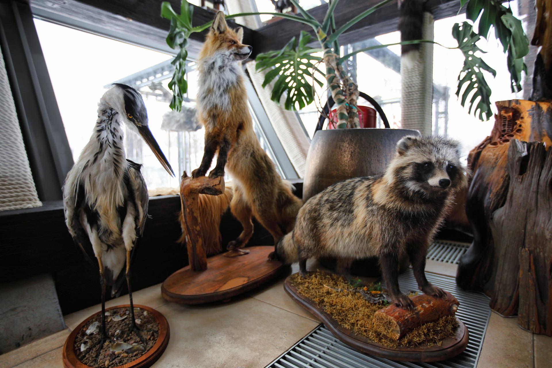 Stylish Home Interiors Featuring Hunting Trophies: Bears, Foxes, Deer, and Iconic African Wildlife
