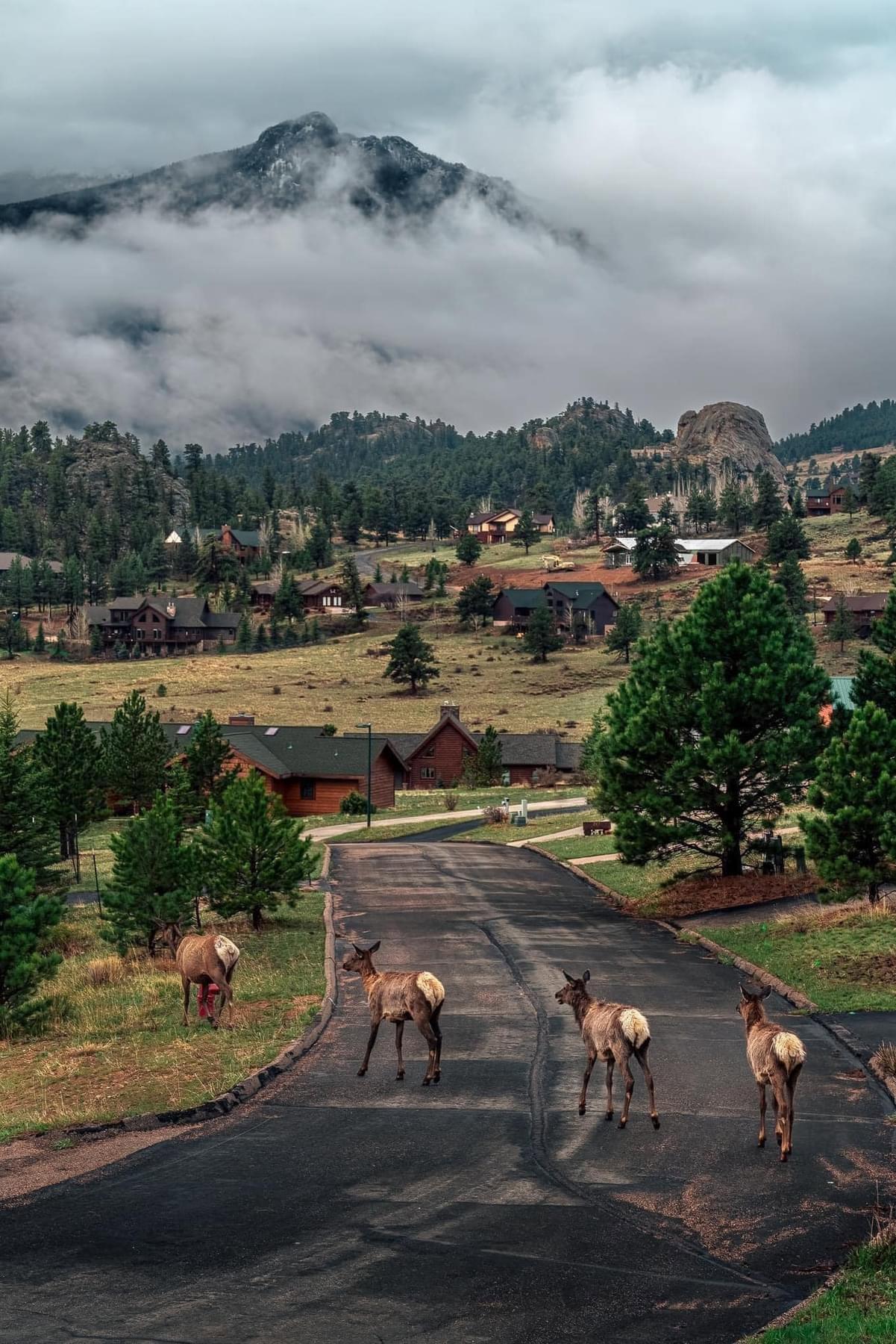 Estes Park, Colorado 🦌