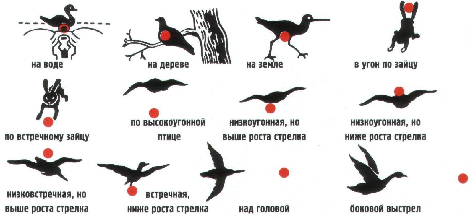 Стрельба по движущейся дичи
