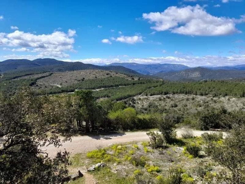 Bonjour les passionnés, nous sommes une petite équipes, nous chassons le gros gibiers  dans l Hérault sud , secteur faugere.