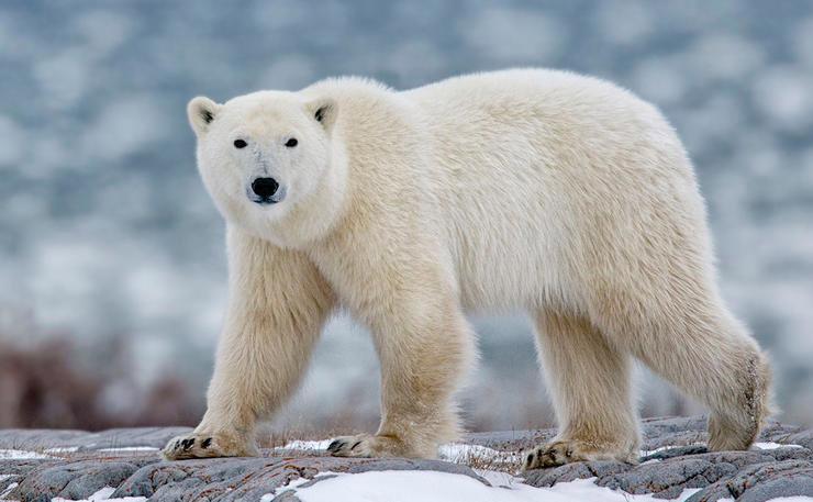 The 3 Most Expensive Hunts in North America