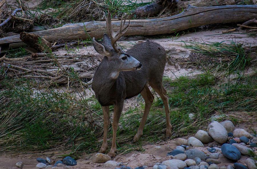 Wisconsin deer hunt's underwhelming opening weekend blamed on warm weather, lack of snow