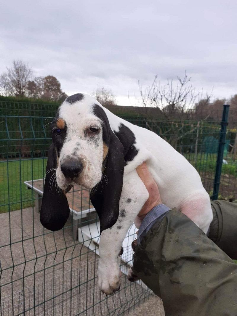 A vendre 2 chiots mâles Dossier: LOF-2022041499-2022-1 TÉNOR :