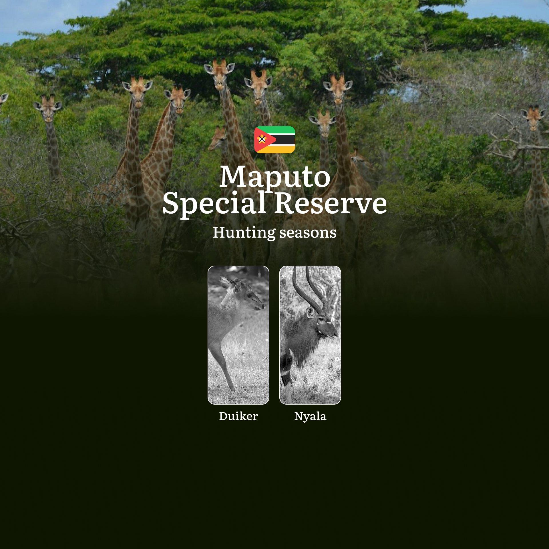 Where the Indian Ocean Meets the Bush: Maputo Special Reserve's Unique Hunting Seasons and Coastal Game Secrets