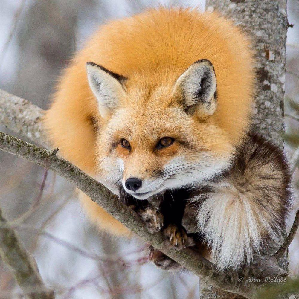 foxie 🦊