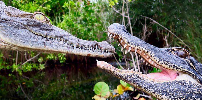 The Difference Between the Alligators & Crocodiles 