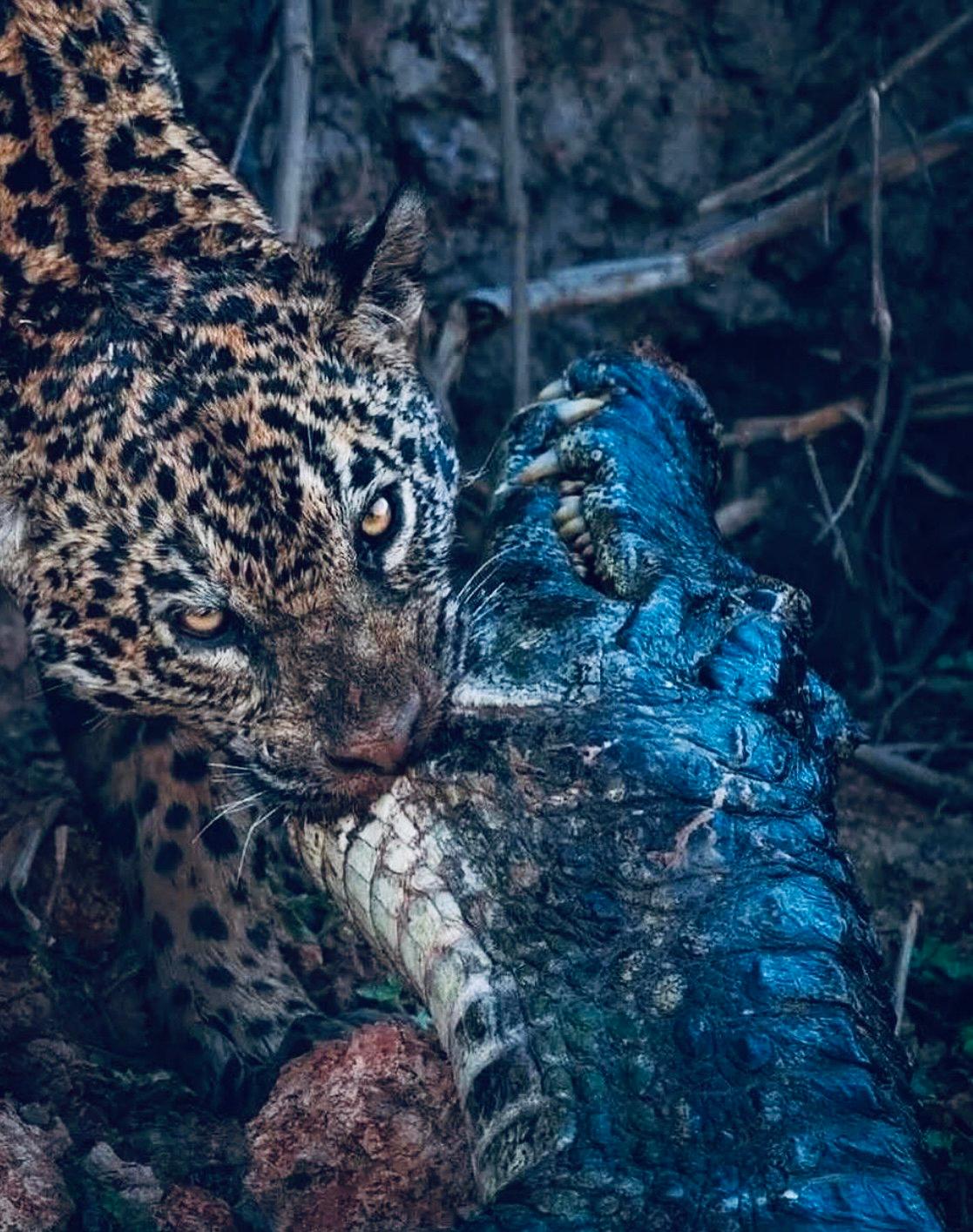 Leopard Hunting in Cameroon: A Hunter's Guide