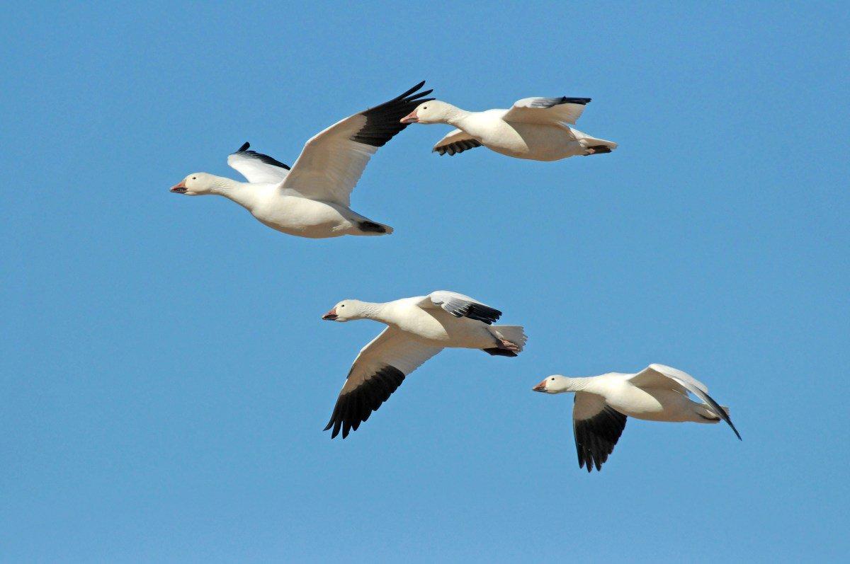 Saskatchewan Wildlife Scandal: 142 Migratory Birds Found Dumped Near Patience Lake 