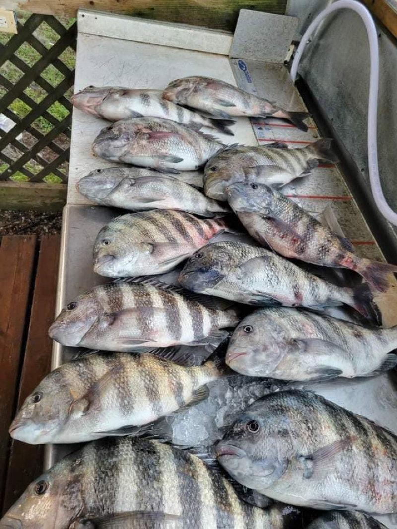 Were you wondering where and how to catch quality mangrove snapper and sheepshead on your boat!!!