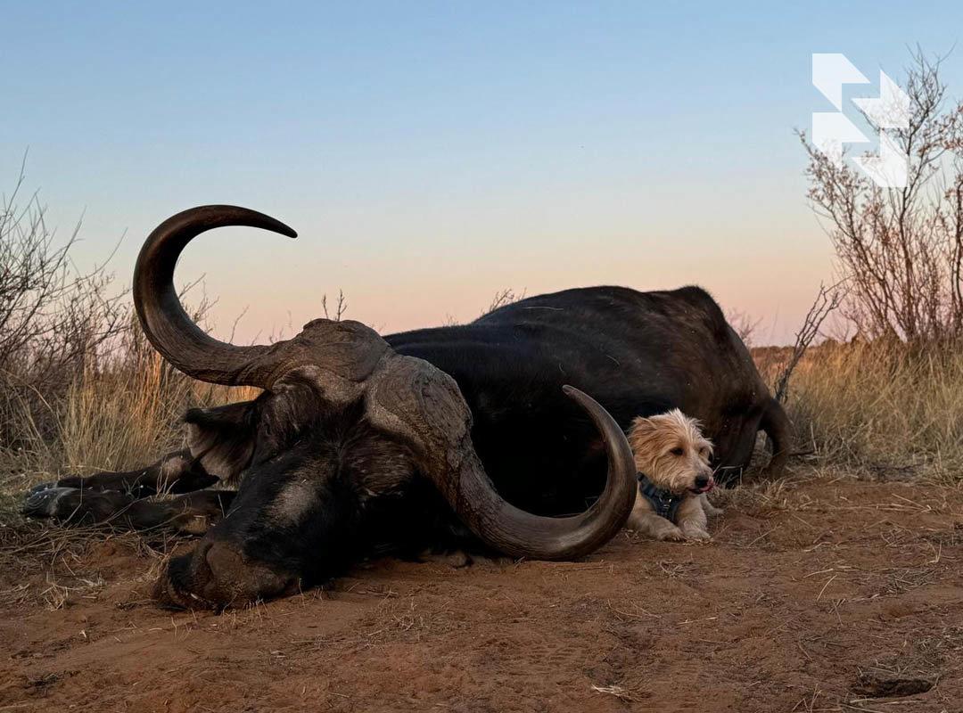African Buffalo Hunting