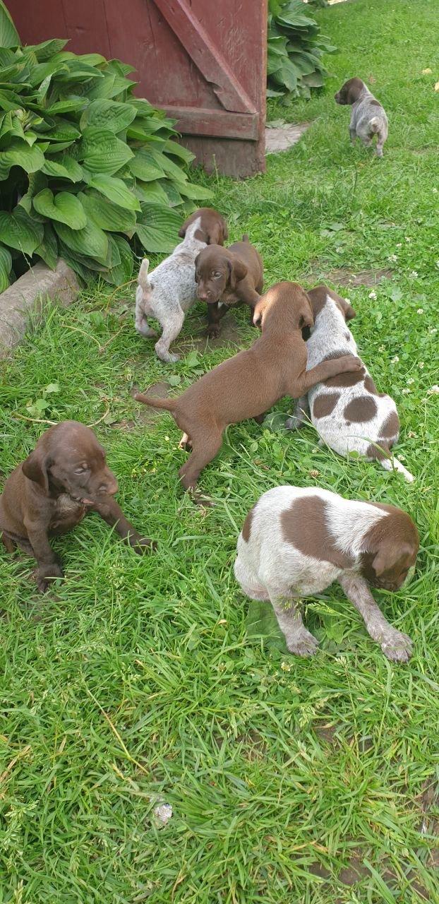 🐾✨ Meet the adorable hunting dog puppies!