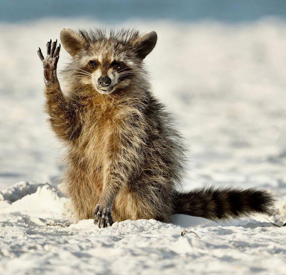 Prix ​​de la meilleure photographie animalière comique.