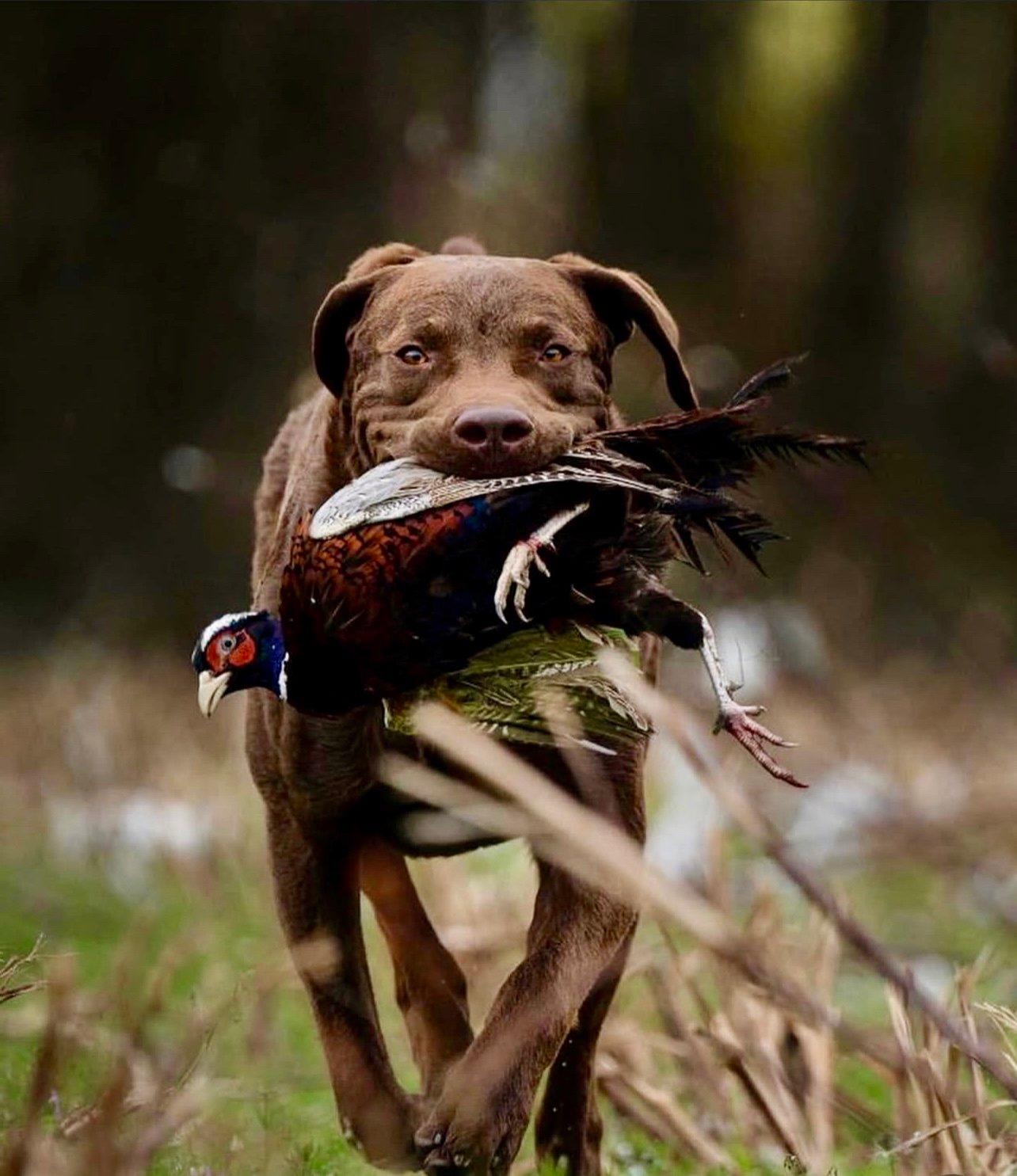 Chesapeake Bay Retriever: Characteristics, Training & Hunting Prowess.