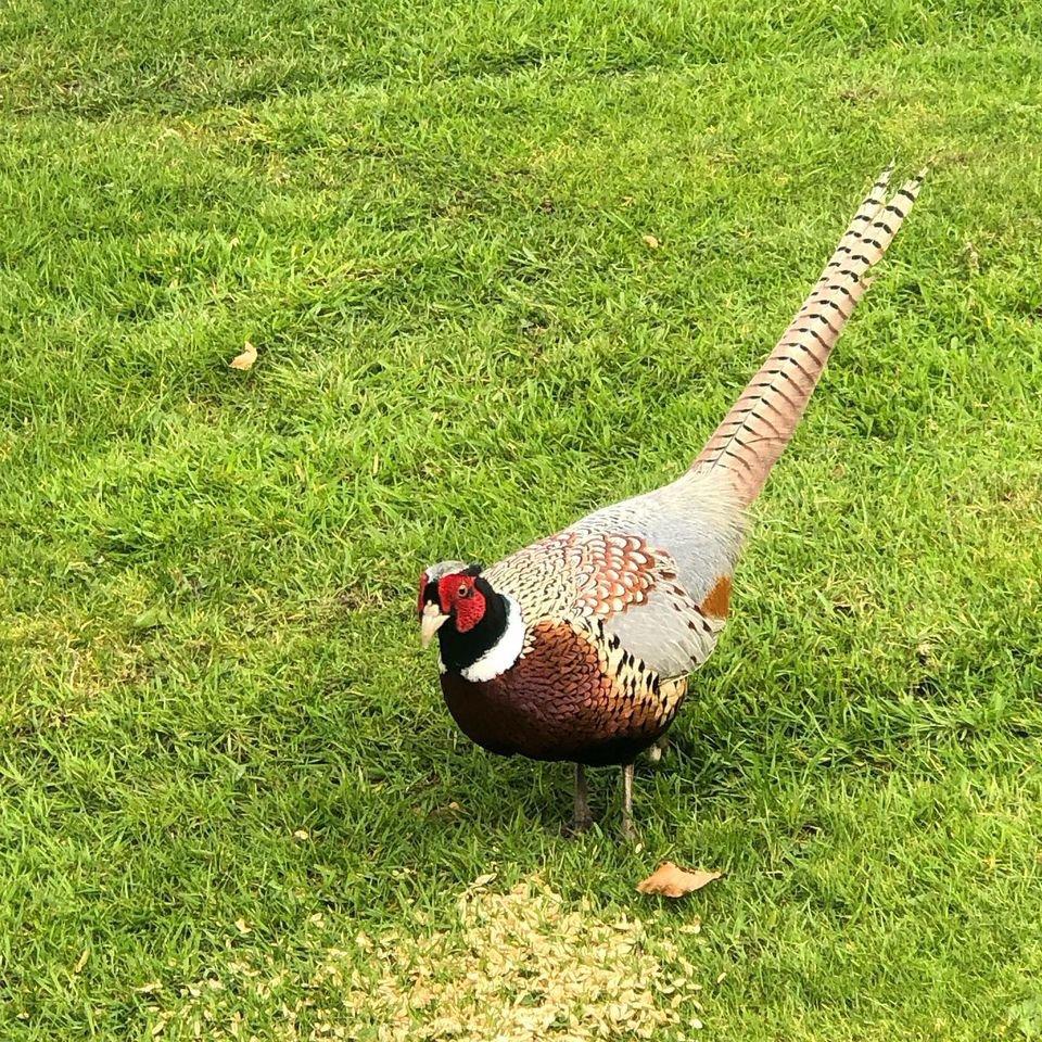 A beautiful pheasant in full plumage with great condition, a testament to the club that vermin is under control and feed is available to create a safe habitat for these majestic birds #pheasant #pheasantrearing #pheasanthabitat #pheasanthabitatrestoration #theirishhuntingpodcast