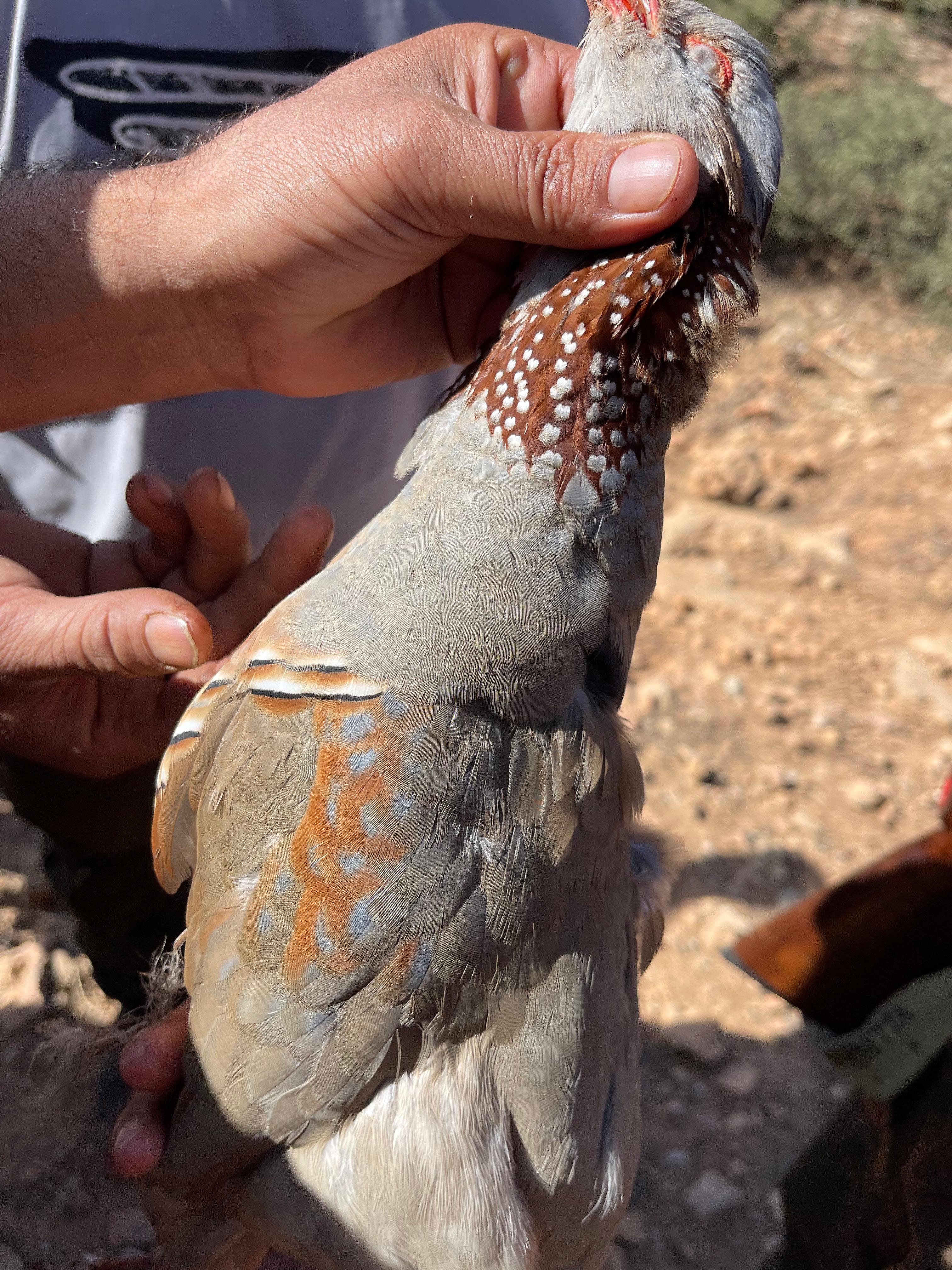 Partridge Shooting in Morocco: A Comprehensive Guide