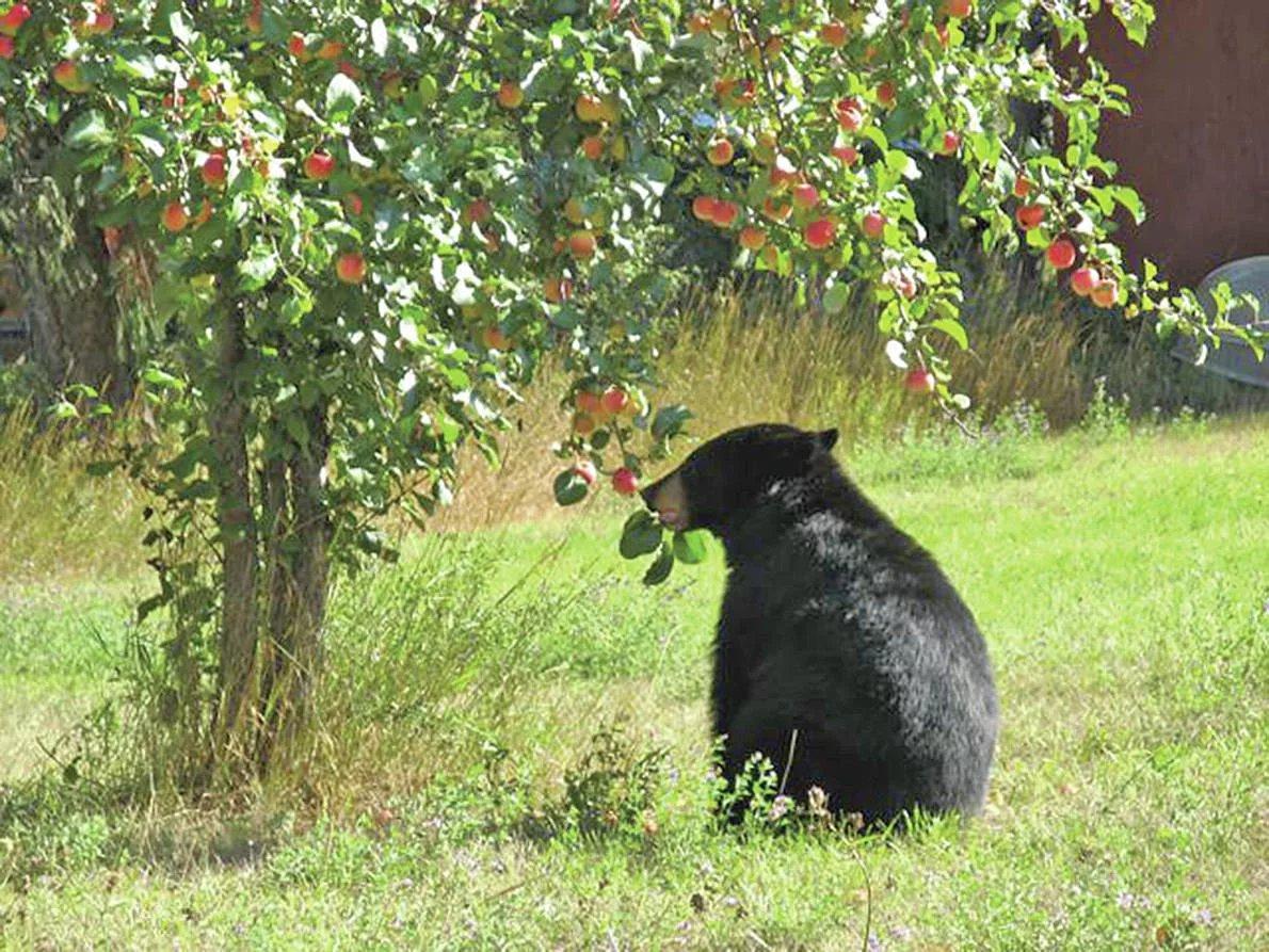 反対の親指の戦いにクマを連れて来ないでください。