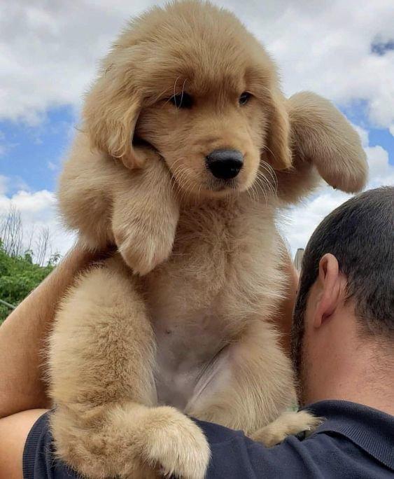 Golden Retriever, eller Golden Retriever, er en race af jagthunde udviklet i Storbritannien i det 19.