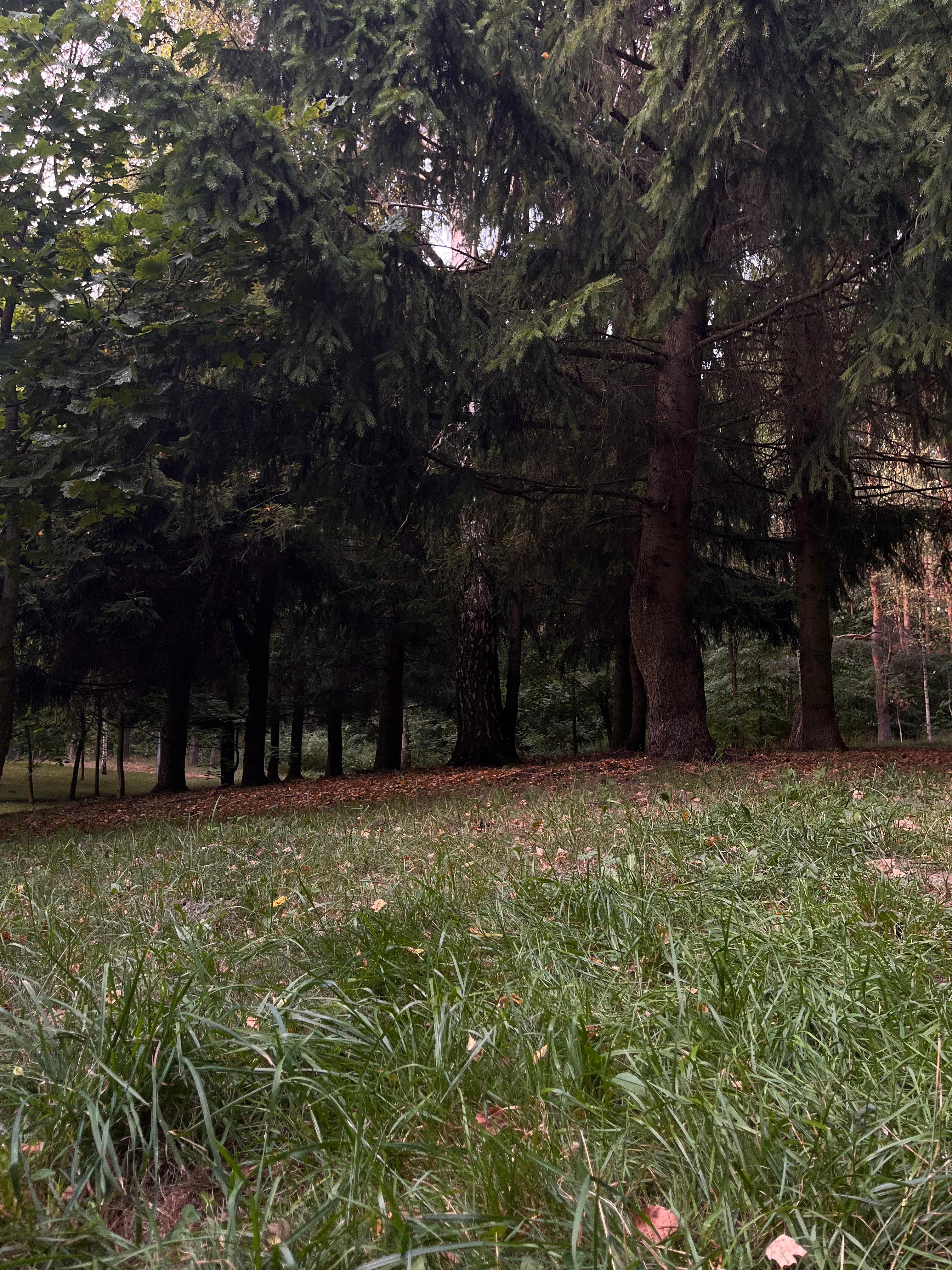 forest 🌳