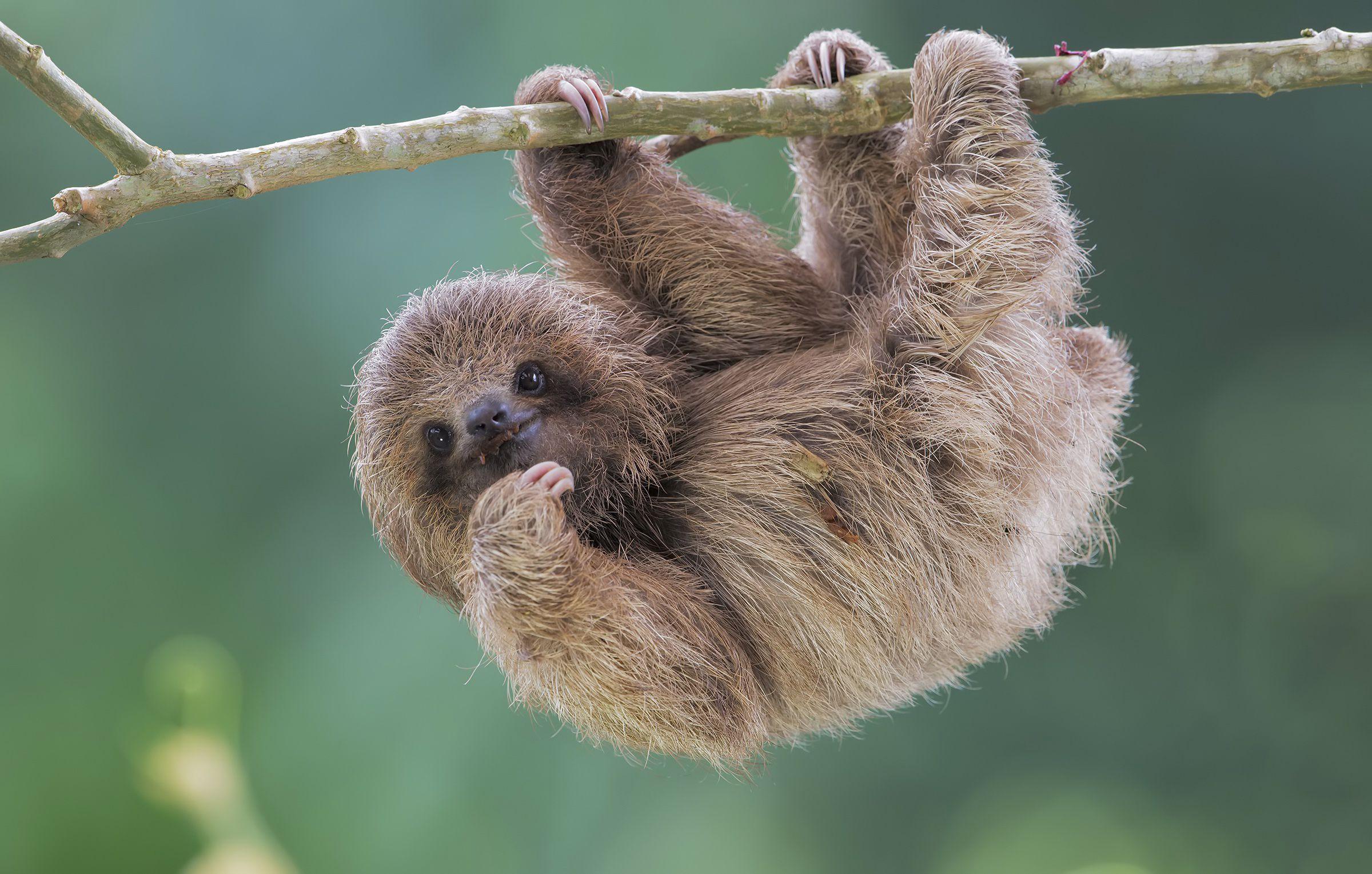 Sloth Facts
