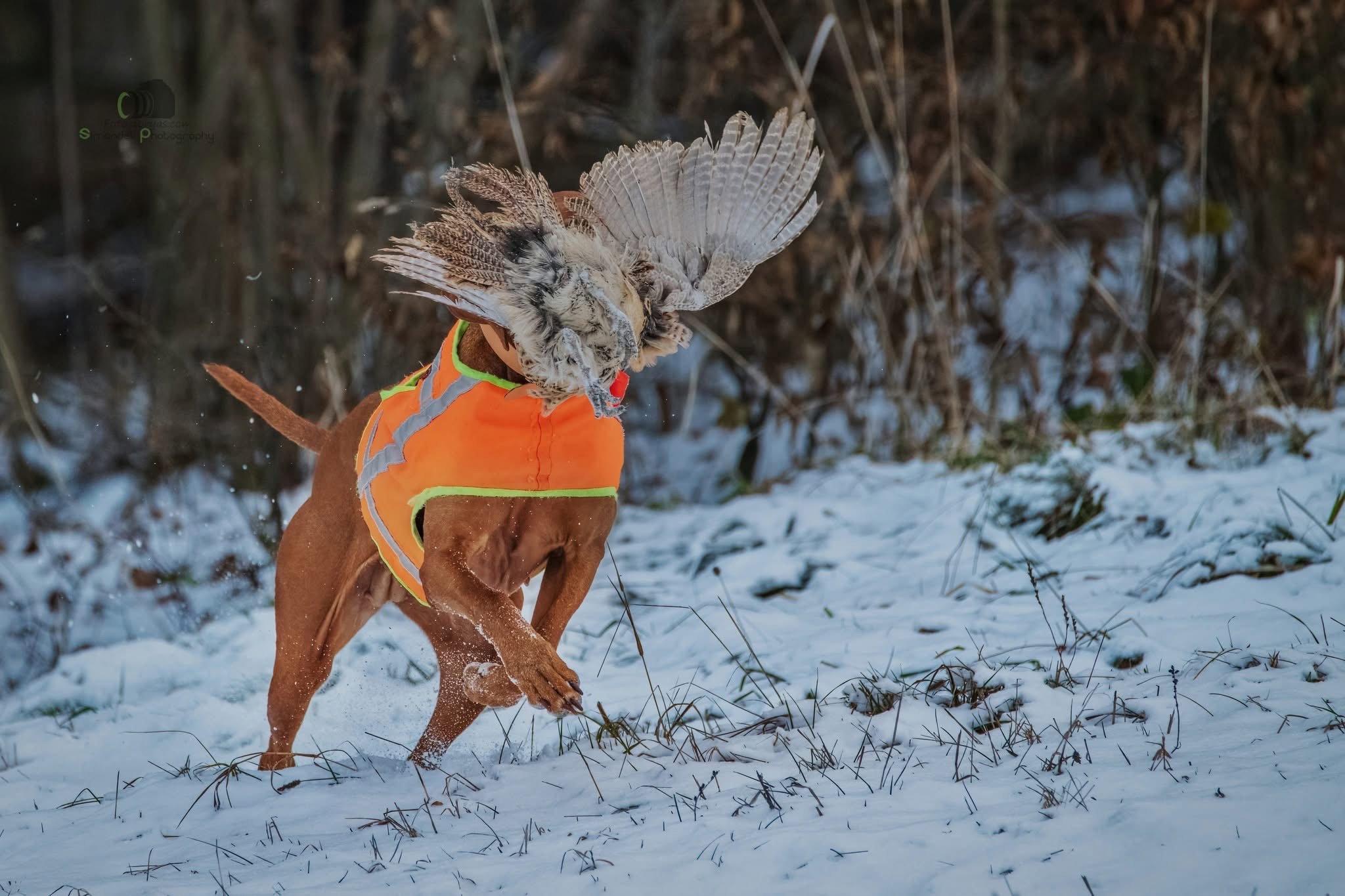 The first series of photos from a pheasant hunt in Northern Slovakia, the slopes of the Maninsky Mountains.