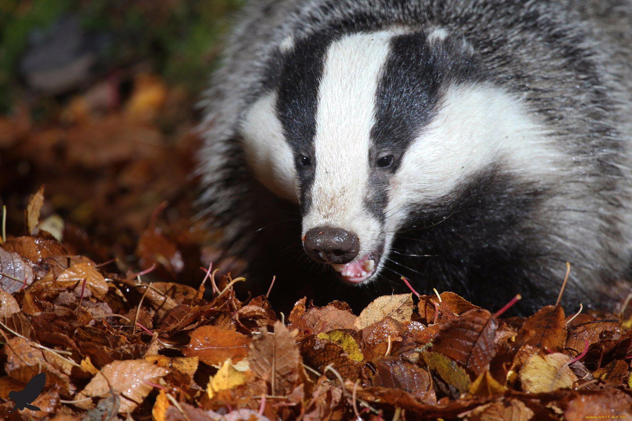 Facts About Badgers