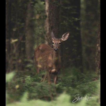 Deer season is upon us!
