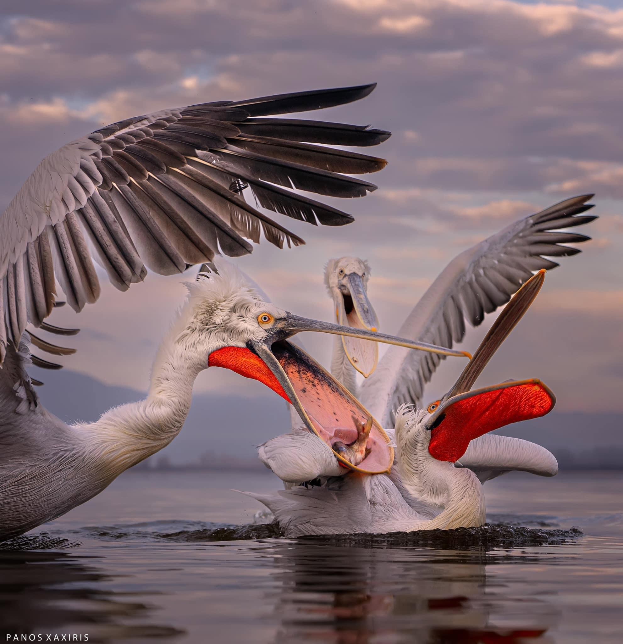 Pelicans