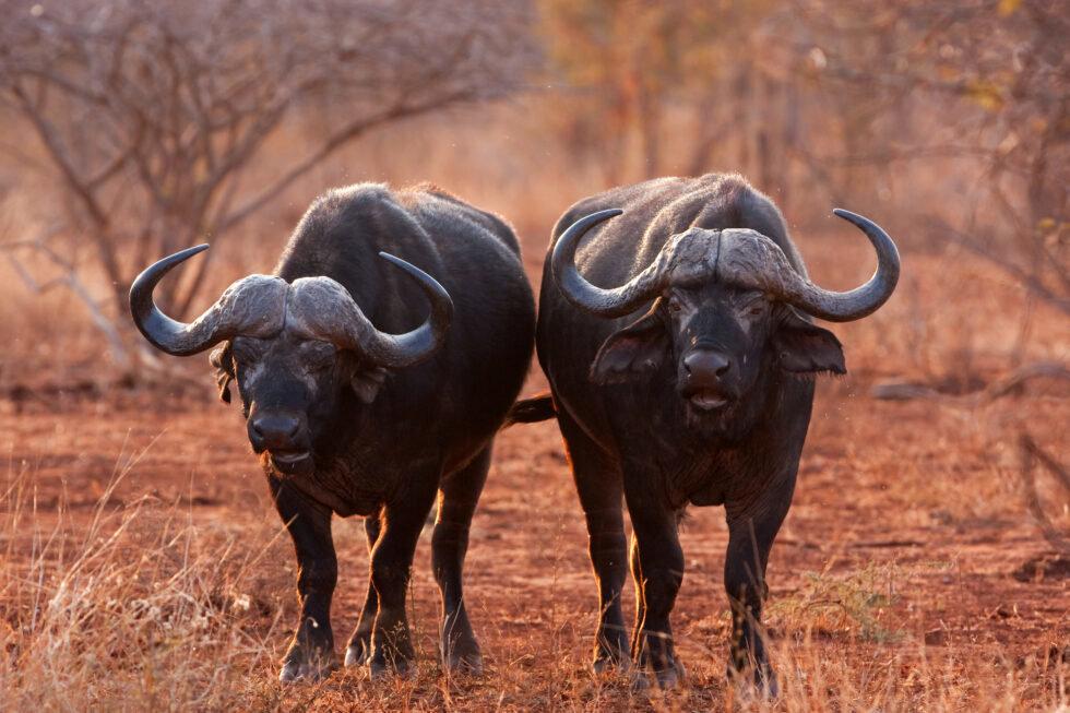 In Horn of the Hunter, Robert Ruark describes two Cape buffalo he took on his first safari, in 1951, in (then) Tanganyika with Harry Selby.