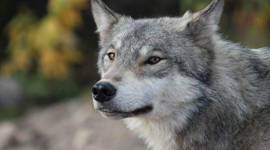 🐺🌲 Встречайте древнего и величественного охотничьего животного - волка!