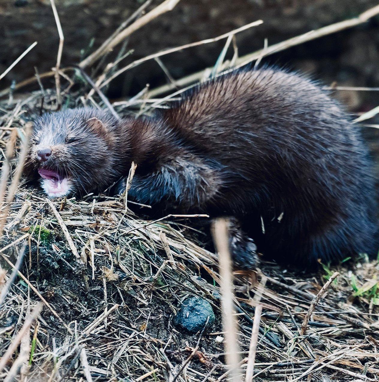 НОРКА АМЕРИКАНСКАЯ: описание, охота на норку, повадки, трофейная ценность — всё для охотника