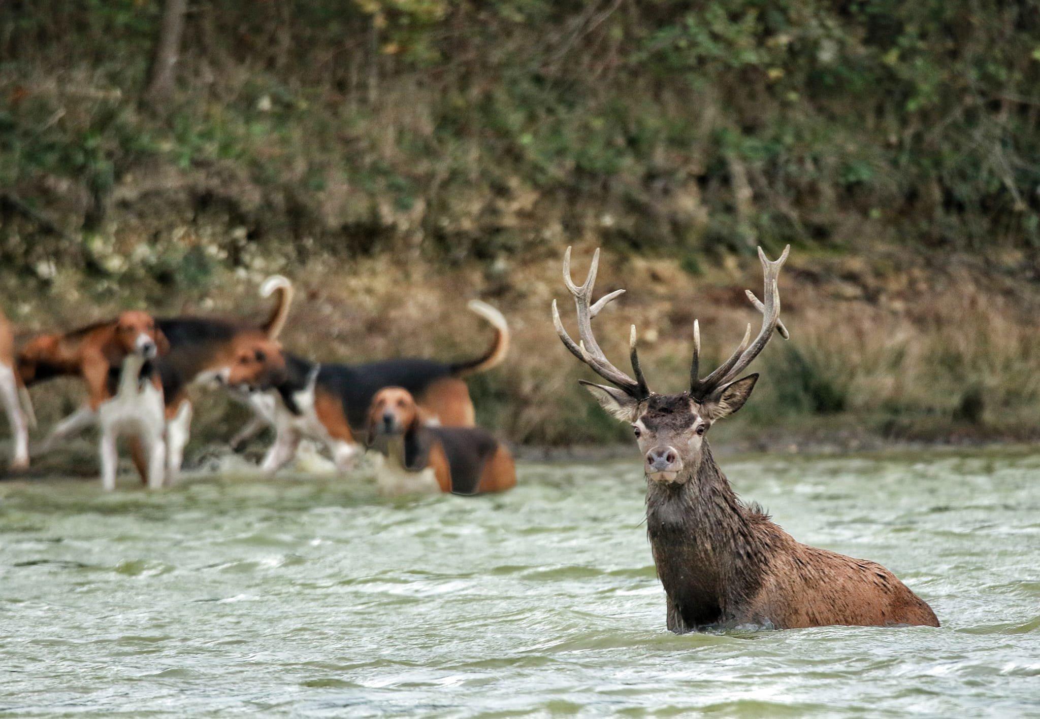 🦌