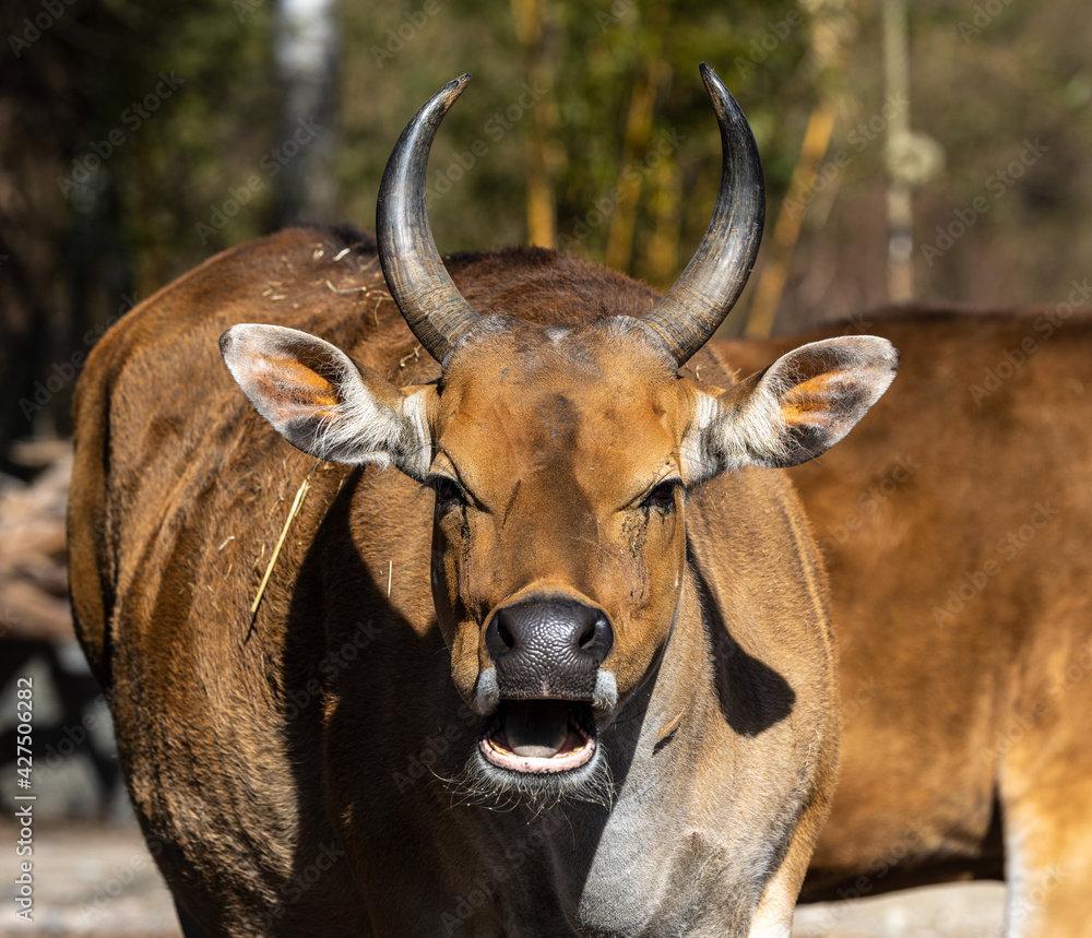 Banteng (South Pacific)